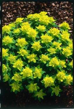 Euphorbia - polychroma